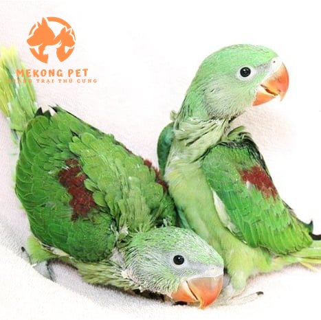 Bán sỉ lẻ vẹt xích non thuần chủng giá rẻ tại Tphcm, Tây Ninh, Đồng nai